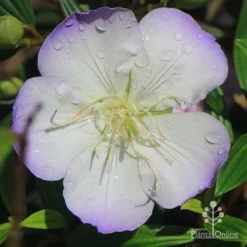 Tibouchina Illusion -Cheap The Aussie Garden Store apo tibouchina illusion picotee