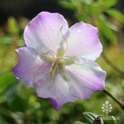 Tibouchina Illusion -Cheap The Aussie Garden Store apo tibouchina illusion rain