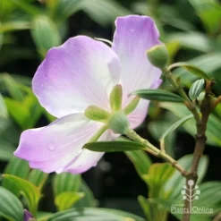 Tibouchina Illusion -Cheap The Aussie Garden Store apo tibouchina illusion reverse