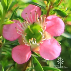 Leptospermum Tickled Pink 17 Leptospermum Tickled Pink -Cheap The Aussie Garden Store apo tickled pink flower close 1