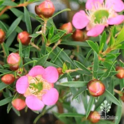 Leptospermum Tickled Pink 25 Leptospermum Tickled Pink -Cheap The Aussie Garden Store apo tickled pink leptospermum flower buds 1