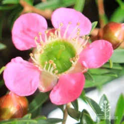 Leptospermum Tickled Pink 26 Leptospermum Tickled Pink -Cheap The Aussie Garden Store apo tickled pink leptospermum flower closeup 1