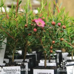 Leptospermum Tickled Pink 24 Leptospermum Tickled Pink -Cheap The Aussie Garden Store apo tickled pink leptospermum tubestock plants 1