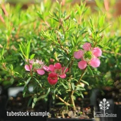 Leptospermum Tickled Pink 27 Leptospermum Tickled Pink -Cheap The Aussie Garden Store apo tickled pink tubestock 3 flowers 1