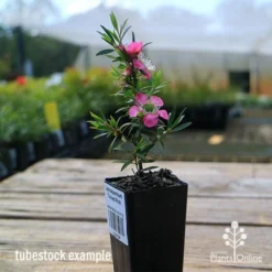 Leptospermum Tickled Pink 20 Leptospermum Tickled Pink -Cheap The Aussie Garden Store apo tickled pink tubestock in flower