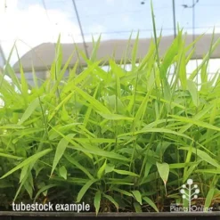 Tiger Grass - Thysanolaena -Cheap The Aussie Garden Store apo tiger grass tray of tubestock
