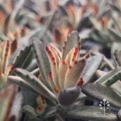 Kalanchoe Tomentosa – Panda Plant - Succulent -Cheap The Aussie Garden Store apo tomentosa chocolate