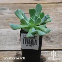 Echeveria Topsy Turvy - Succulent -Cheap The Aussie Garden Store apo topsy tubestock 2