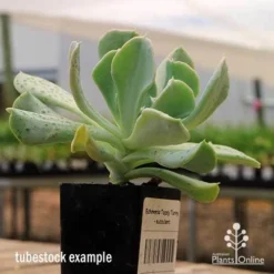 Echeveria Topsy Turvy - Succulent -Cheap The Aussie Garden Store apo topsy tubestock