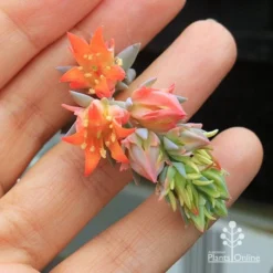 Echeveria Topsy Turvy - Succulent -Cheap The Aussie Garden Store apo topsy turvy flowersize