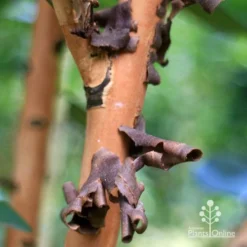 Tristaniopsis Luscious - Water Gum -Cheap The Aussie Garden Store apo tristaniopsis bark peel