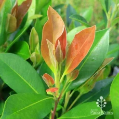 Tristaniopsis Luscious - Water Gum -Cheap The Aussie Garden Store apo tristaniopsis luscious winter new leaf