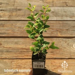 Acmena Allyn Magic 16 Acmena Allyn Magic -Cheap The Aussie Garden Store apo tubestock allyn magic green