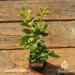 Acmena Allyn Magic 14 Acmena Allyn Magic -Cheap The Aussie Garden Store apo tubestock allyn magic green top