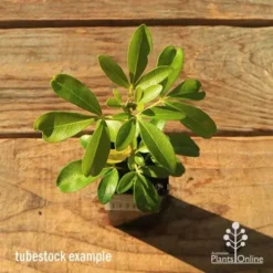 Choisya - Mexican Orange Blossom -Cheap The Aussie Garden Store apo tubestock choisya top