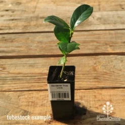 Gardenia True Love -Cheap The Aussie Garden Store apo tubestock gardenia true love