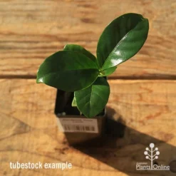 Gardenia True Love -Cheap The Aussie Garden Store apo tubestock gardenia true love top