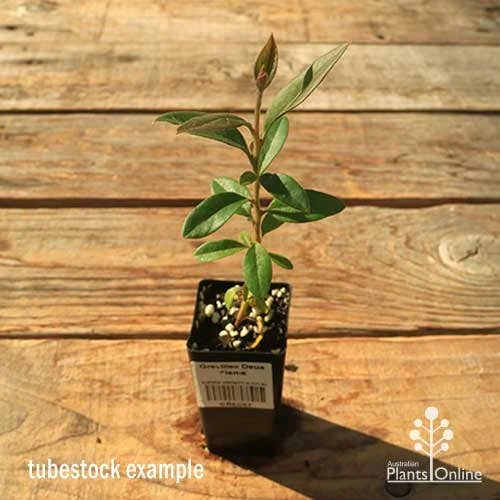 Grevillea Deua Flame 7 Grevillea Deua Flame - Image 7