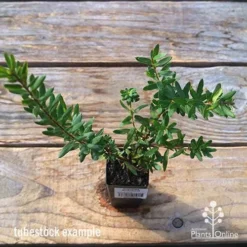 Grevillea Knockout -Cheap The Aussie Garden Store apo tubestock grevillea knockout top
