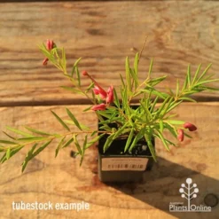 Grevillea Liliane -Cheap The Aussie Garden Store apo tubestock grevillea liliane top