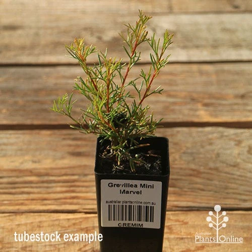 Grevillea Mini Marvel 2 Grevillea Mini Marvel - Image 2