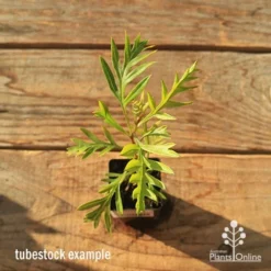 Grevillea Superb -Cheap The Aussie Garden Store apo tubestock grevillea superb top