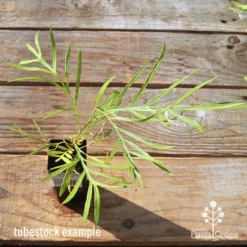 Grevillea Yamba Sunshine -Cheap The Aussie Garden Store apo tubestock grevillea yamba sunshine top