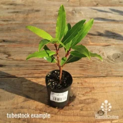 Laurus Nobilis - Bay Tree -Cheap The Aussie Garden Store apo tubestock laurus bay tree