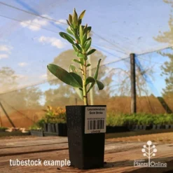 Leucadendron Gold Strike 13 Leucadendron Gold Strike -Cheap The Aussie Garden Store apo tubestock leucadendron gold strike sky