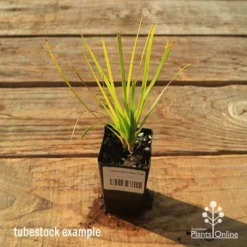 Lomandra Lime Tuff -Cheap The Aussie Garden Store apo tubestock lomandra lime tuff