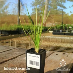 Lomandra Lime Tuff -Cheap The Aussie Garden Store apo tubestock lomandra lime tuff sky
