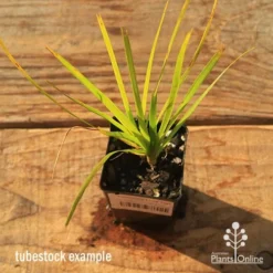 Lomandra Lime Tuff -Cheap The Aussie Garden Store apo tubestock lomandra lime tuff top