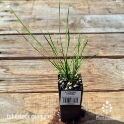 Lomandra SHARA -Cheap The Aussie Garden Store apo tubestock lomandra shara