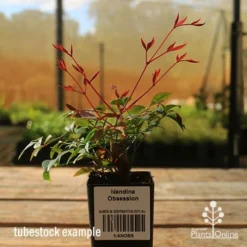 Nandina Obsession -Cheap The Aussie Garden Store apo tubestock obsession