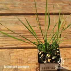 Lomandra SHARA -Cheap The Aussie Garden Store apo tubestock shara top
