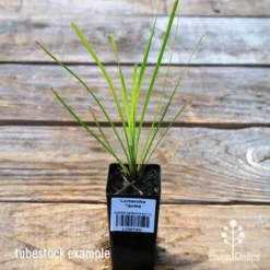 Lomandra Tanika -Cheap The Aussie Garden Store apo tubestock tanika
