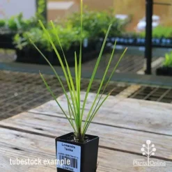 Lomandra Tanika -Cheap The Aussie Garden Store apo tubestock tanika side