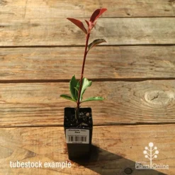 Photinia Thin Red -Cheap The Aussie Garden Store apo tubestock thin red