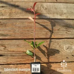 Photinia Thin Red -Cheap The Aussie Garden Store apo tubestock thin red tall