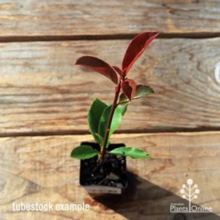 Photinia Thin Red -Cheap The Aussie Garden Store apo tubestock thin red top