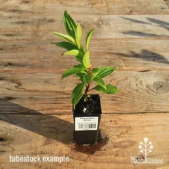 Tibouchina Allure -Cheap The Aussie Garden Store apo tubestock tibouchina allure