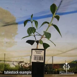 Tibouchina Illusion -Cheap The Aussie Garden Store apo tubestock tibuchina illusion