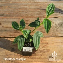 Tibouchina Illusion -Cheap The Aussie Garden Store apo tubestock tibuchina illusion top