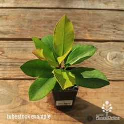 Tristaniopsis Luscious - Water Gum -Cheap The Aussie Garden Store apo tubestock tristaniopsis top