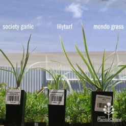 Liriope Silverlawn -Cheap The Aussie Garden Store apo variegated grass comparison2 2