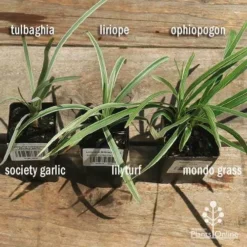 Liriope Silverlawn -Cheap The Aussie Garden Store apo variegated grass comparison 2