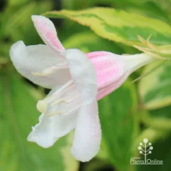Weigela Variegated -Cheap The Aussie Garden Store apo variegated weigela bud