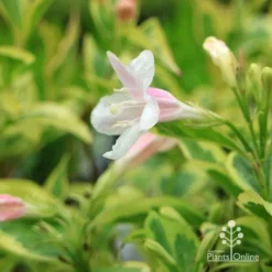 Weigela Variegated -Cheap The Aussie Garden Store apo variegated weigela flower close