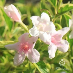 Weigela Variegated -Cheap The Aussie Garden Store apo variegated weigela flowers