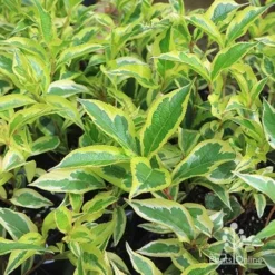 Weigela Variegated -Cheap The Aussie Garden Store apo variegated weigela foliage